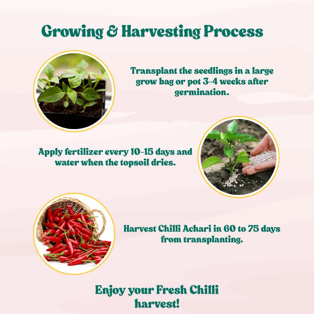 Chilli Achari Seeds - (50 Seeds) High Yield/ High Germination (Achari Mirch/ अचारी मिर्च के बीज)