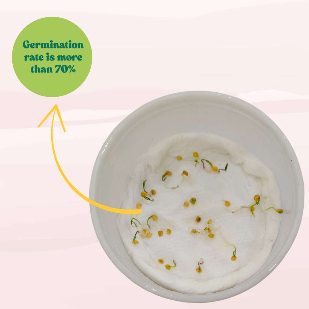 Chilli Black (Upright Type) Seeds (30 Seeds) 🌶️ High Spicy | Exotic | Easy to Grow | Great Yield (मिर्च के बीज) (Mirch/ मिर्च के बीज)