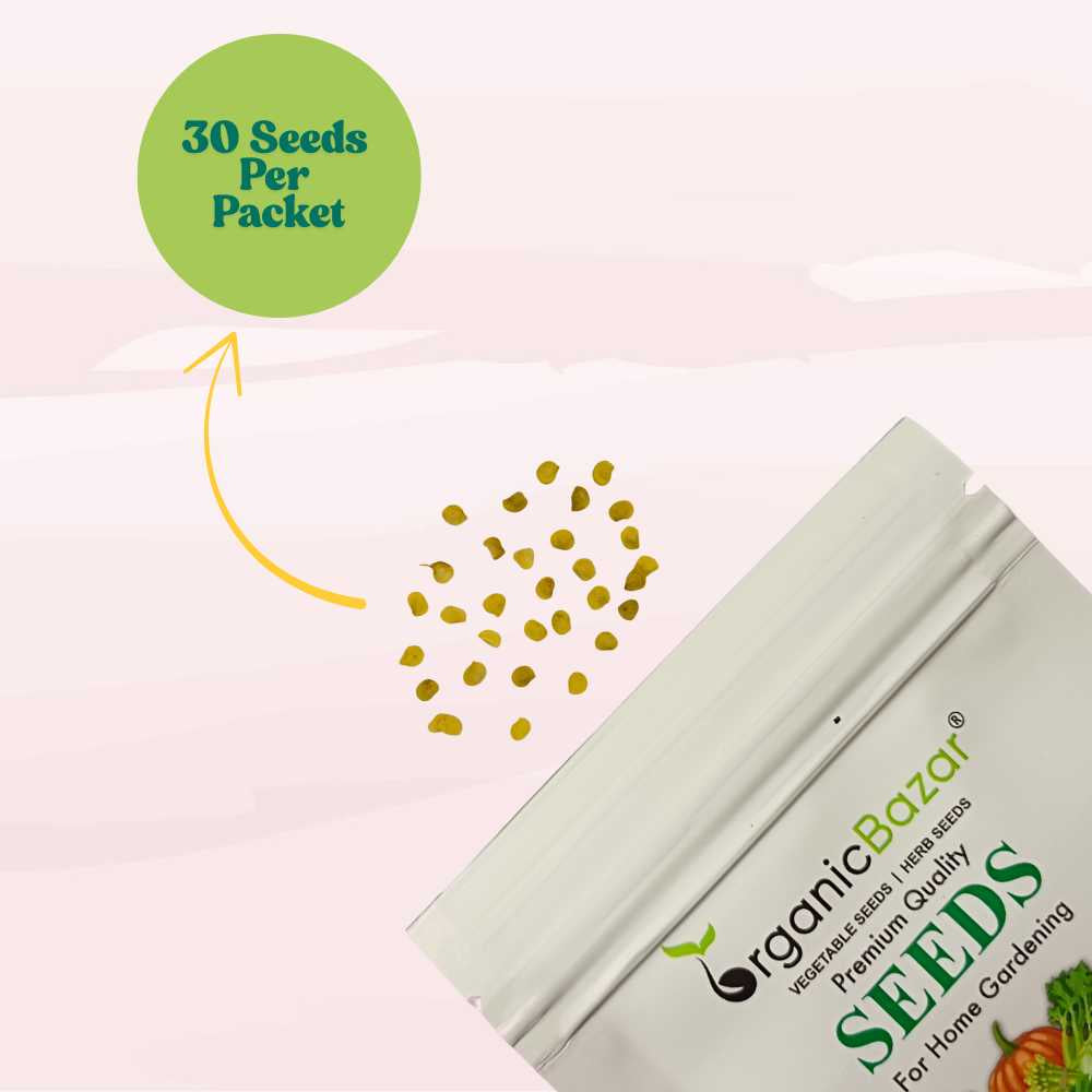 Chilli Black (Upright Type) Seeds (30 Seeds) 🌶️ High Spicy | Exotic | Easy to Grow | Great Yield (मिर्च के बीज) (Mirch/ मिर्च के बीज)