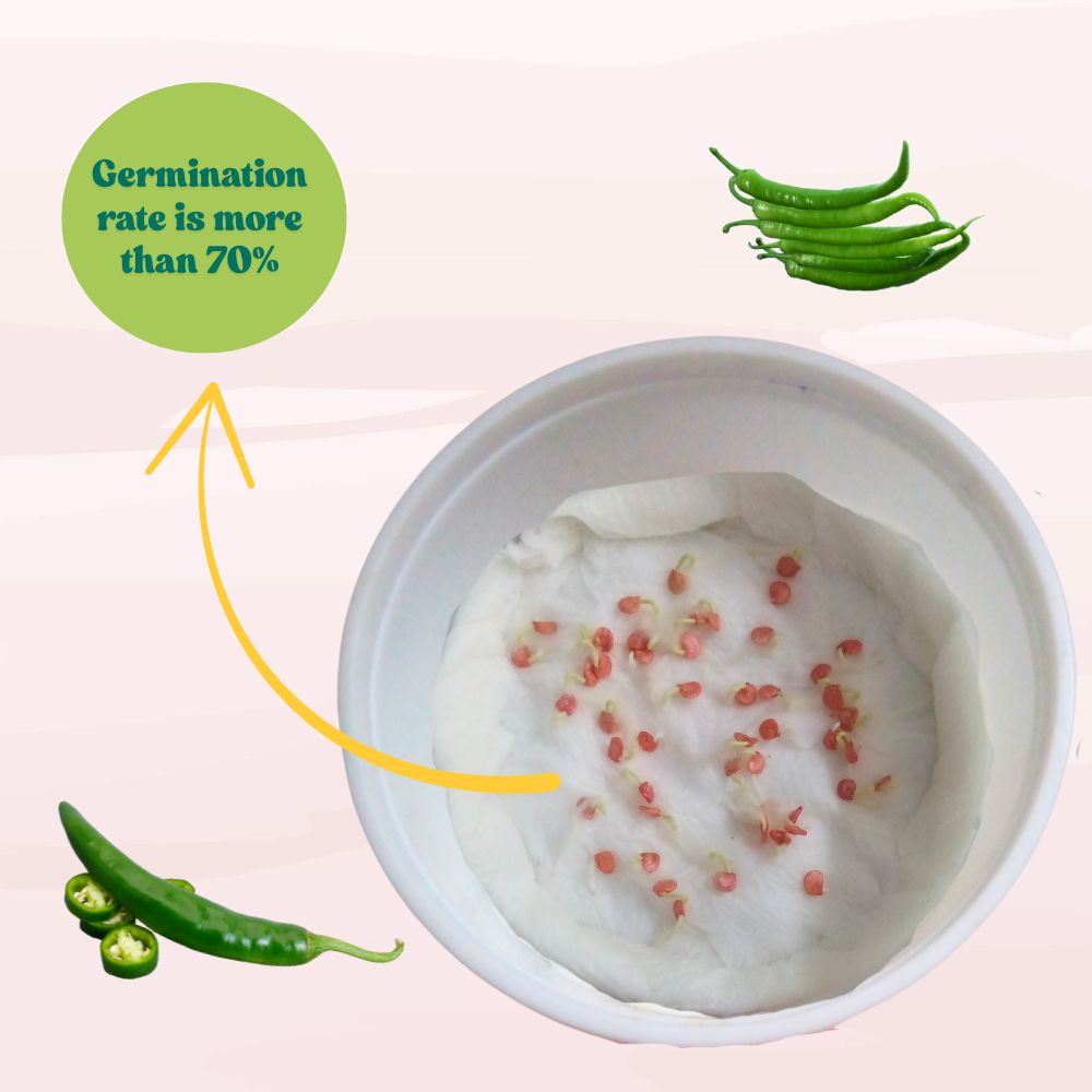 Chilli Dark Green (High Spicy) Seeds - (50 Seeds) High Yield | High Germination | Best for Home Gardens (मिर्च के बीज)