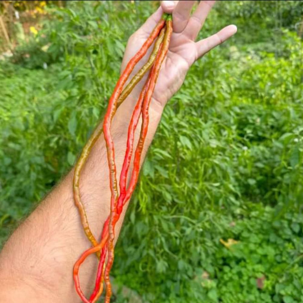 Chilli Extra Long Seeds (50 Seeds) High Yield | High Germination | Best for Home Gardens (मिर्च के बीज)