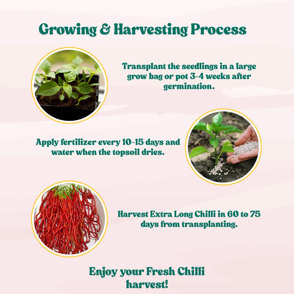 Chilli Extra Long Seeds (50 Seeds) High Yield | High Germination | Best for Home Gardens (मिर्च के बीज)