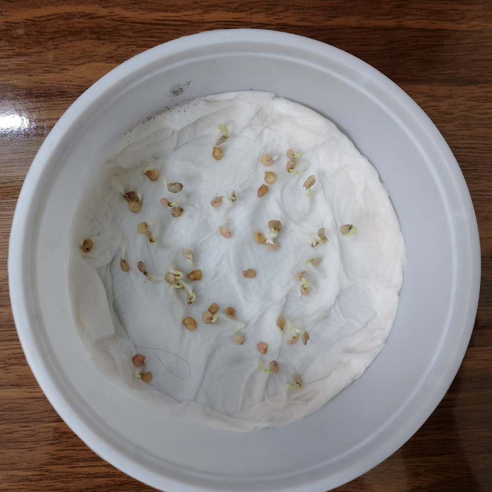 Chilli Hot Pepper F1 Hybrid Seeds - 50 Seeds (Mirch/ मिर्च के बीज)