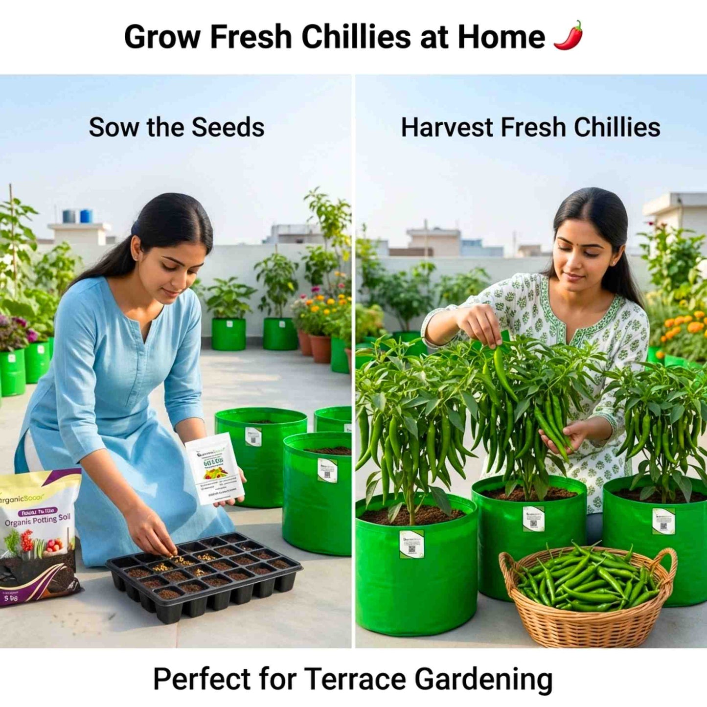 Chilli F-1 Hybrid Seeds (Mirch) Seeds - (50 Seeds) High Yield | High Germination | Best for Home Gardens (मिर्च के बीज)