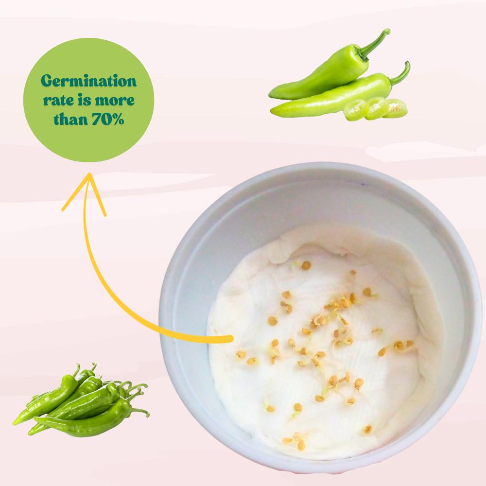 Chilli F-1 Hybrid Seeds (Mirch) Seeds - (50 Seeds) High Yield | High Germination | Best for Home Gardens (मिर्च के बीज)