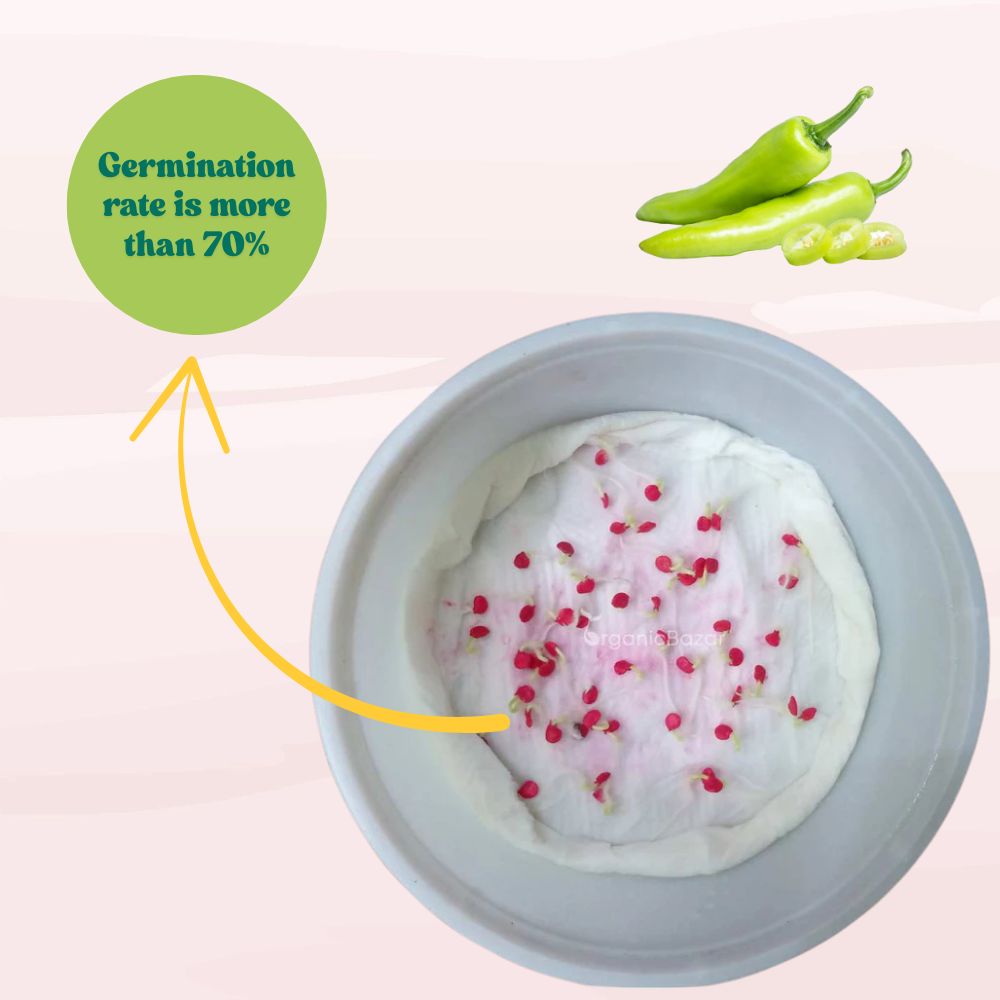 Chilli Green Thick And Long Seeds - (50 Seeds) High Yield | High Germination | Best for Home Gardens (मिर्च के बीज)