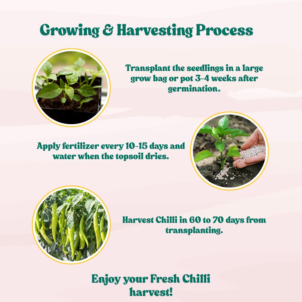 Chilli Light Green (Medium Spicy) Seeds - (50 Seeds) High Yield | High Germination | Best for Home Gardens (मिर्च के बीज)