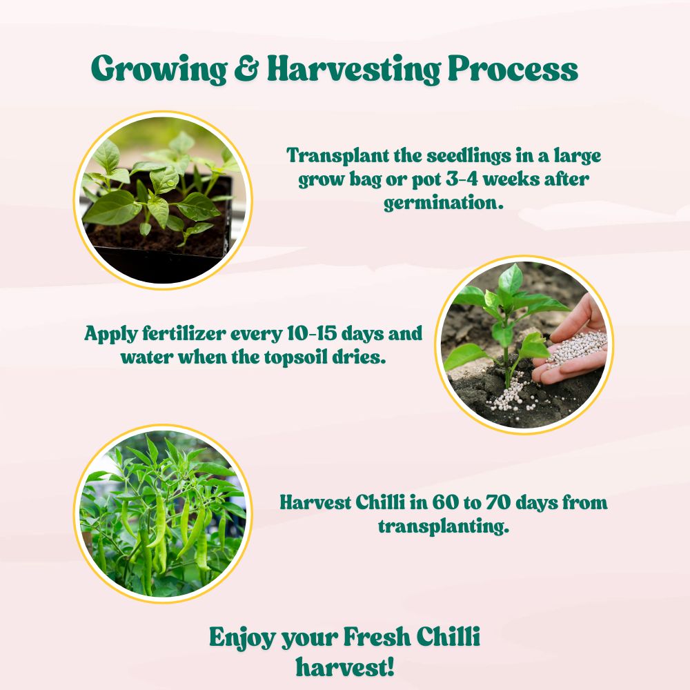 Chilli Parrot Green (High Spicy) Seeds - (50 Seeds) High Yield | High Germination | Best for Home Gardens (मिर्च के बीज)