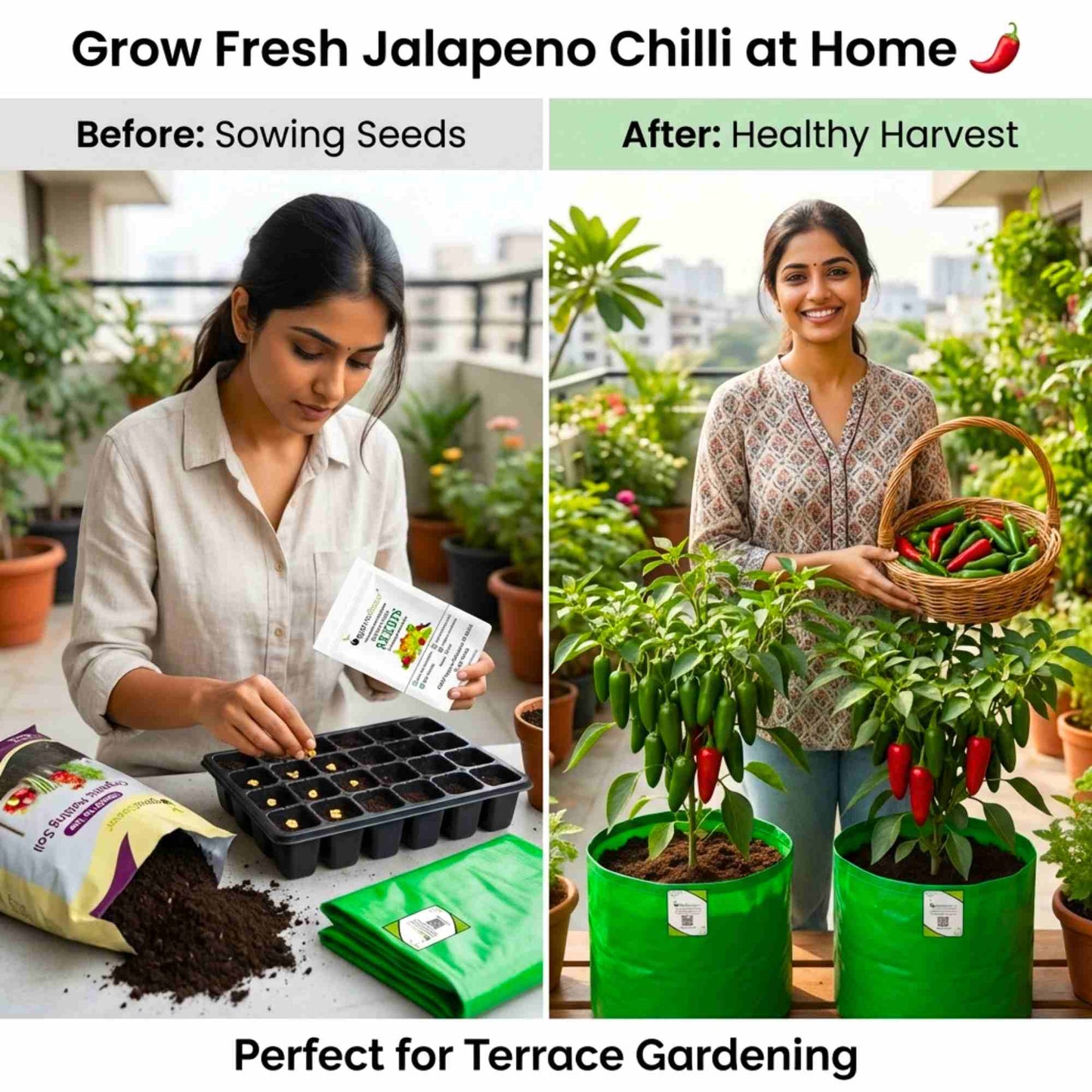 Chilli-Pepper Jalapeno M-Bullet Type Seeds - (50 Seeds) High Yield | High Germination | Best for Home Gardens (मिर्च के बीज)