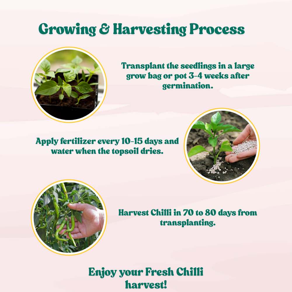 Chilli F-1 Hybrid Seeds (Mirch) Seeds - (50 Seeds) High Yield | High Germination | Best for Home Gardens (मिर्च के बीज)