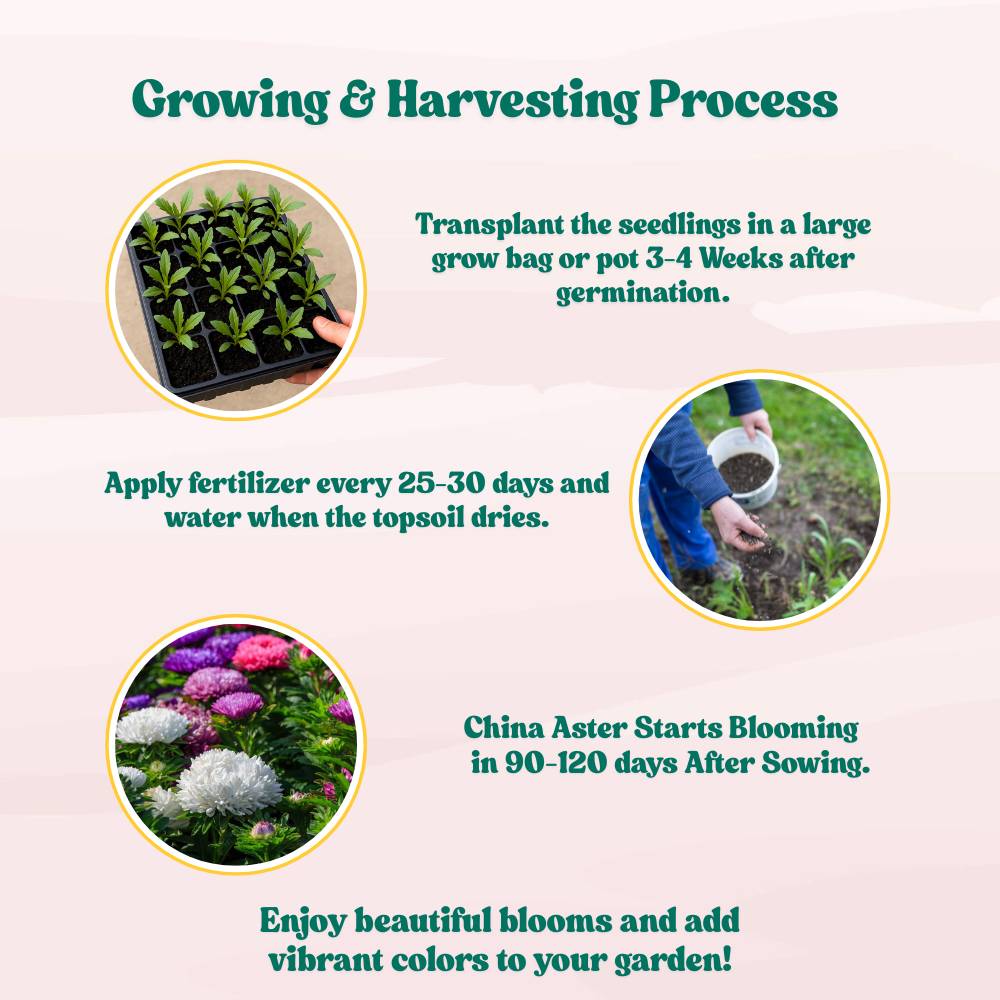 China Aster Mixed Flower Seeds (100 Seeds) High Germination/Easy To grow/ Perfect for pots, balconies, or Terrace gardens