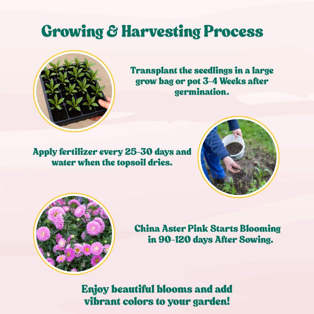 China Aster Pink Seeds (100 Seeds) High Germination/Easy To grow/ Perfect for pots, balconies, or Terrace gardens