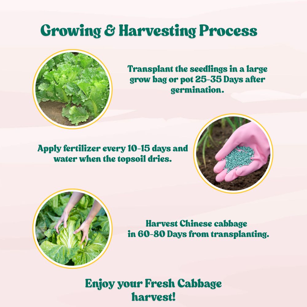 Chinese Cabbage Seeds - 150 Seeds (Chinese Patta Gobhi/चीनी पत्ता गोभी के बीज) High Germination / Easy to Grow / Ideal for Terrace/Kitchen Gardening