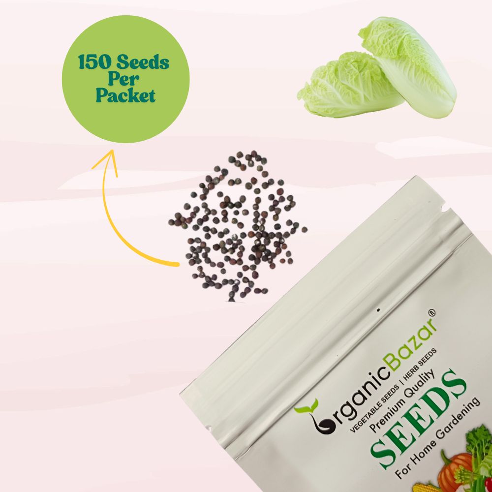 Chinese Cabbage Seeds - 150 Seeds (Chinese Patta Gobhi/चीनी पत्ता गोभी के बीज) High Germination / Easy to Grow / Ideal for Terrace/Kitchen Gardening