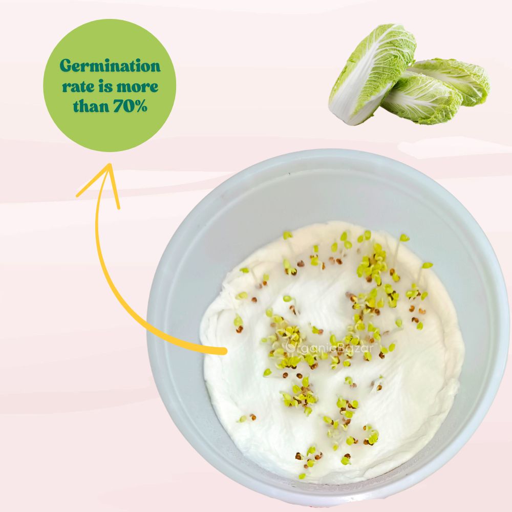 Chinese Cabbage Seeds - 150 Seeds (Chinese Patta Gobhi/चीनी पत्ता गोभी के बीज) High Germination / Easy to Grow / Ideal for Terrace/Kitchen Gardening