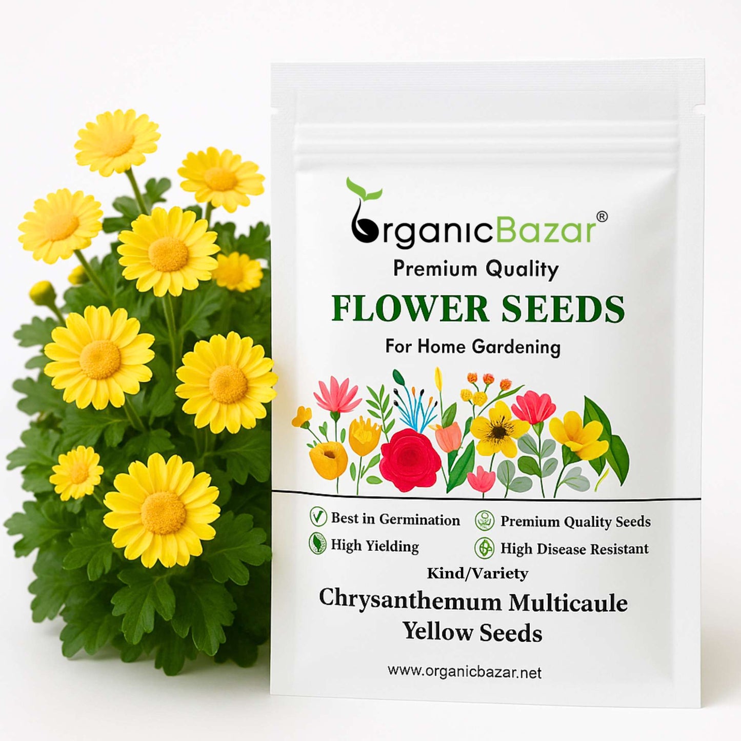 Chrysanthemum Multicaule Yellow Seeds - 200 Seeds (Guldaudi/Chandra Mallika/गुलदाउदी के बीज)