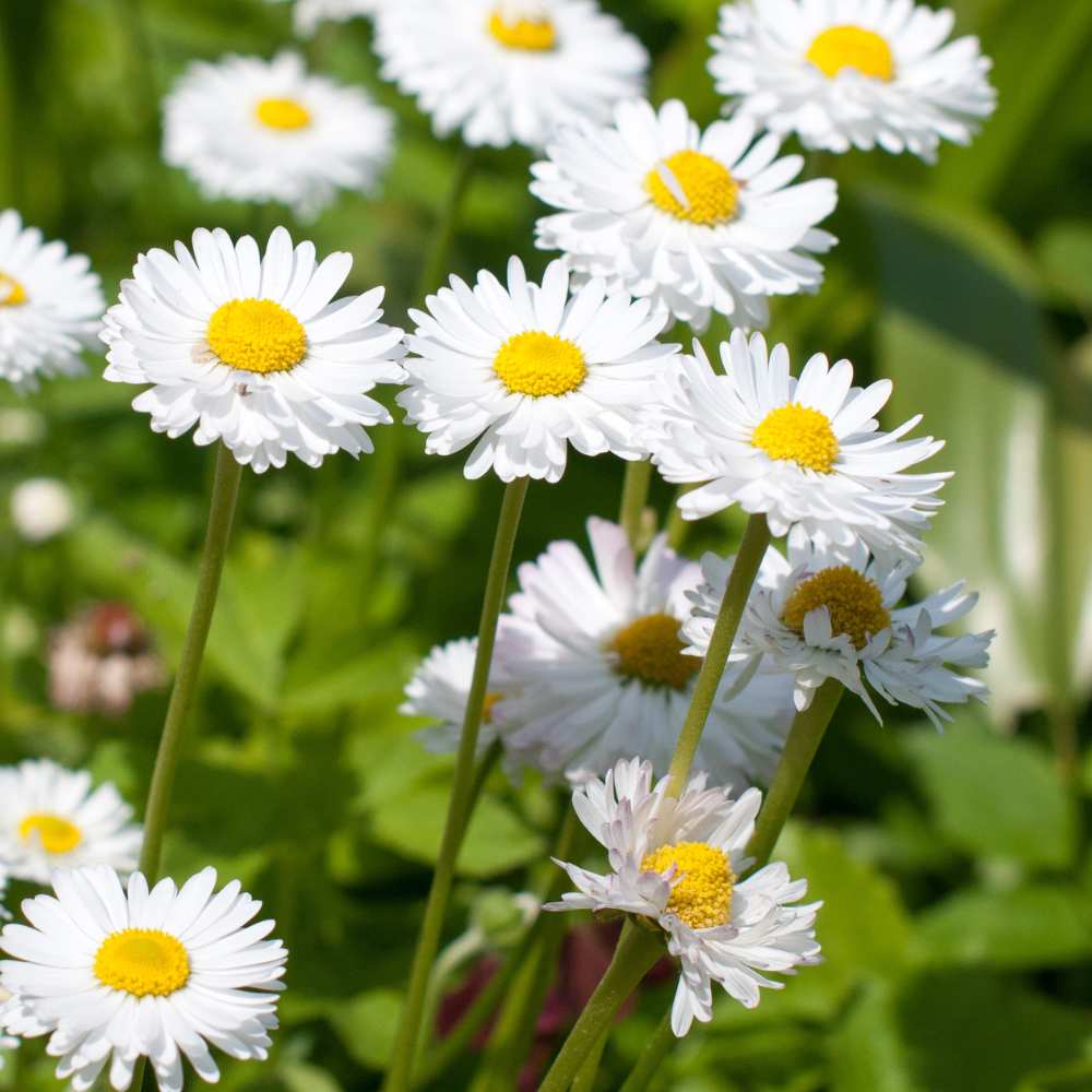 Chrysanthemum Paludosam White Seeds - 300 Seeds (Guldaudi/Chandra Mallika/गुलदाउदी के बीज) High Germination/ Easy To grow/ Perfect for pots, balconies, or Terrace gardens