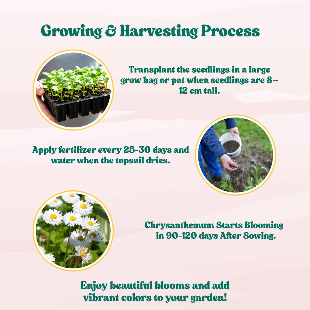 Chrysanthemum Paludosam White Seeds - 300 Seeds (Guldaudi/Chandra Mallika/गुलदाउदी के बीज) High Germination/ Easy To grow/ Perfect for pots, balconies, or Terrace gardens