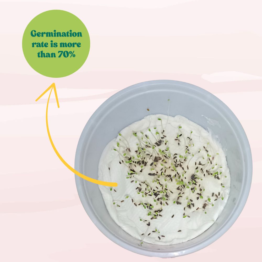 Chrysanthemum Paludosam White Seeds - 300 Seeds (Guldaudi/Chandra Mallika/गुलदाउदी के बीज) High Germination/ Easy To grow/ Perfect for pots, balconies, or Terrace gardens