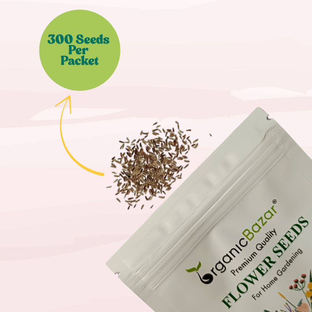 Chrysanthemum Paludosam White Seeds - 300 Seeds (Guldaudi/Chandra Mallika/गुलदाउदी के बीज) High Germination/ Easy To grow/ Perfect for pots, balconies, or Terrace gardens