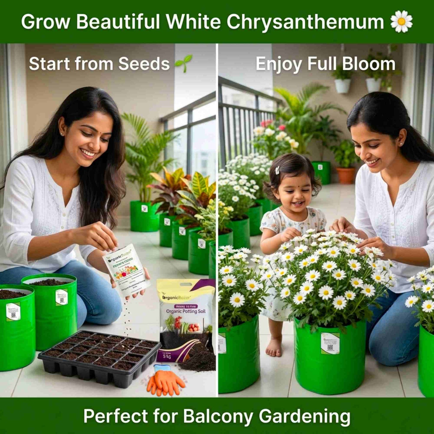 Chrysanthemum Paludosam White Seeds - 300 Seeds (Guldaudi/Chandra Mallika/गुलदाउदी के बीज) High Germination/ Easy To grow/ Perfect for pots, balconies, or Terrace gardens