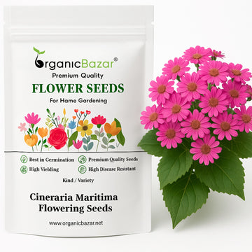 Cineraria Maritima Flowering Seeds (50 Seeds)
