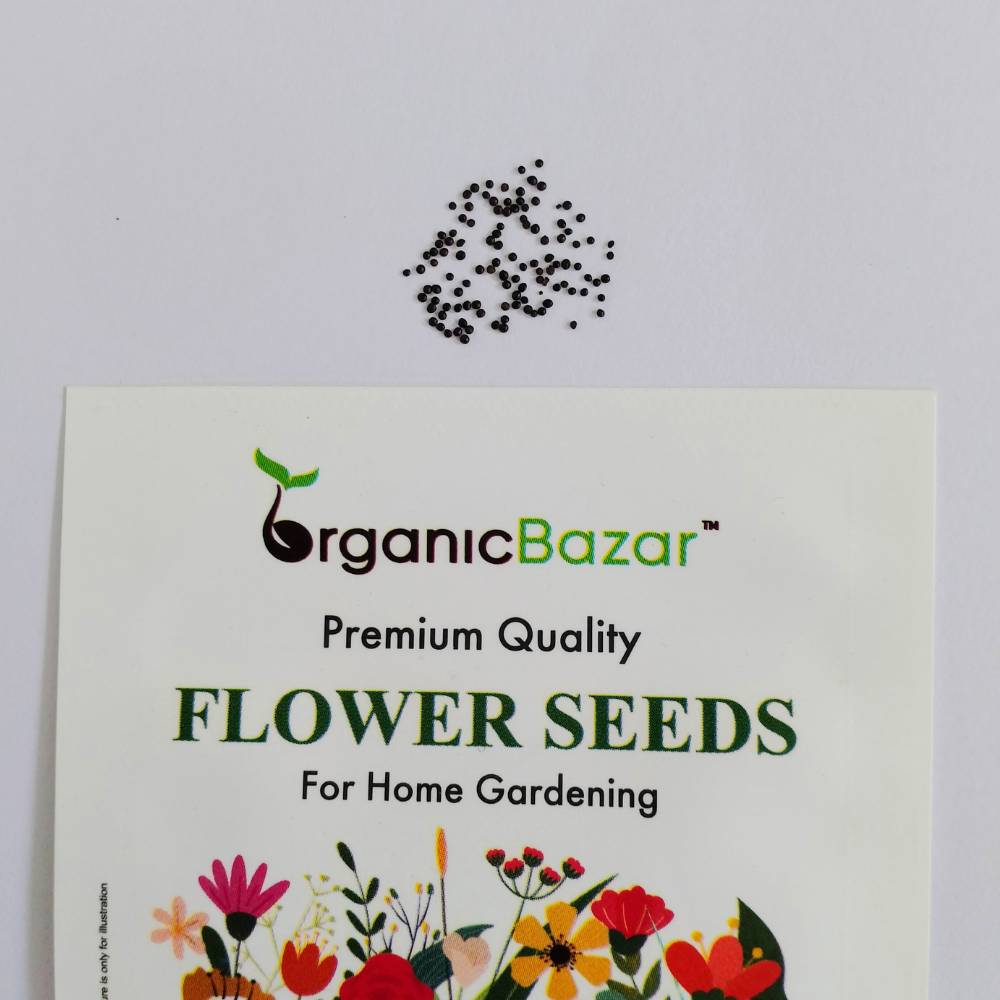 Coleus Rainbow Mixed Seeds (200 Seeds) High Germination/ Easy To grow/ Perfect for pots, balconies, or Terrace gardens