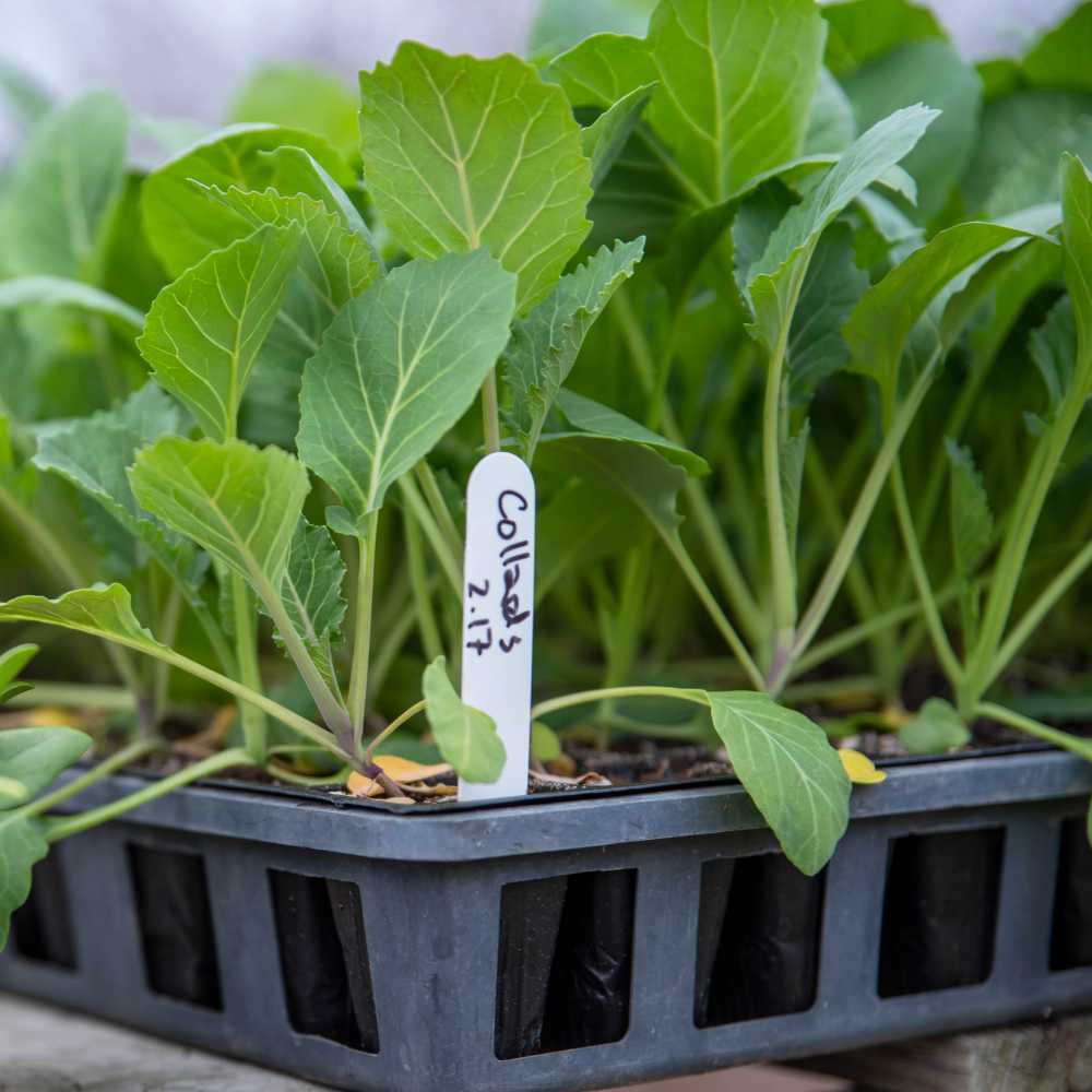 Collard Seeds (300 Seeds)