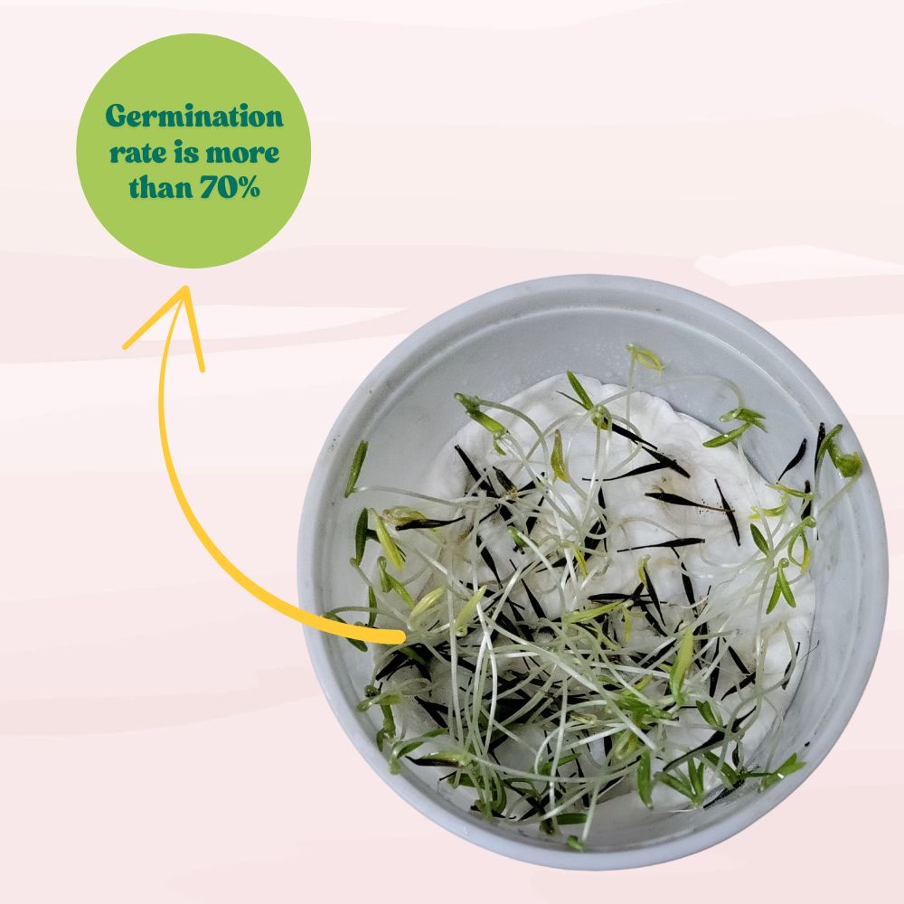 Cosmos Bright light Mix Seeds (100 Seeds) Easy To Grow, High Germination,Perfect for pots, balconies, or Terrace gardens