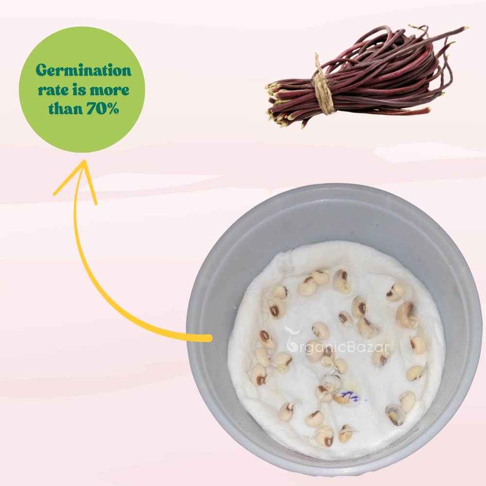 Cowpea (Lobia) Scarlet Long-Red Seeds - 30 Seeds (Red Barbati Lobia Beans/ लाल लोबिया/बरबटी के बीज) High Germination, Easy to Grow, High Yield Seeds For Terrace Gardening