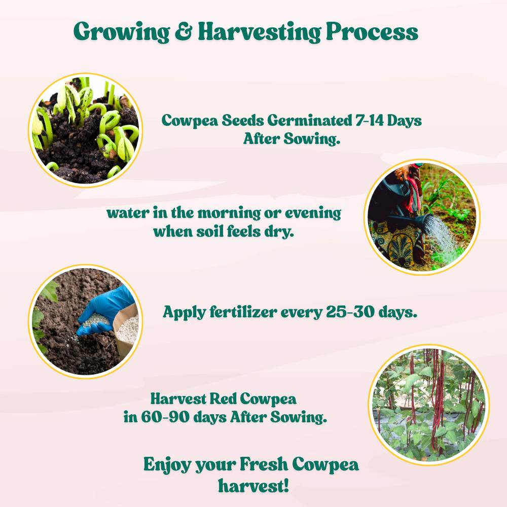 Cowpea (Lobia) Scarlet Long-Red Seeds - 30 Seeds (Red Barbati Lobia Beans/ लाल लोबिया/बरबटी के बीज) High Germination, Easy to Grow, High Yield Seeds For Terrace Gardening