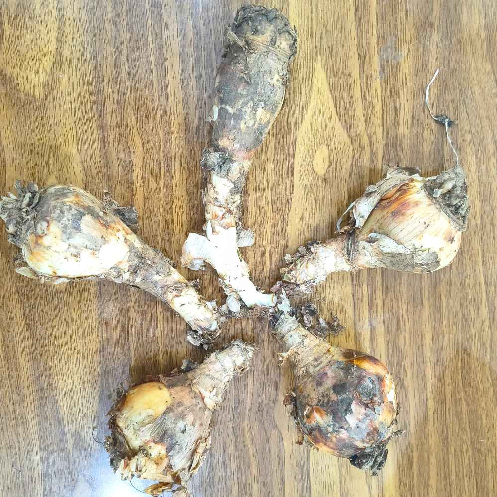 Crinum Pink Flower Bulbs (05N) Beautiful Long-Lasting Blooms For Home Gardening 🌿✨