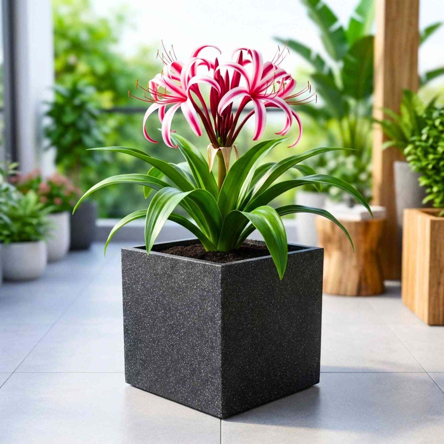 Crinum Red Flower Bulbs (05N) Beautiful Long-Lasting Blooms For Home Gardening 🌿✨