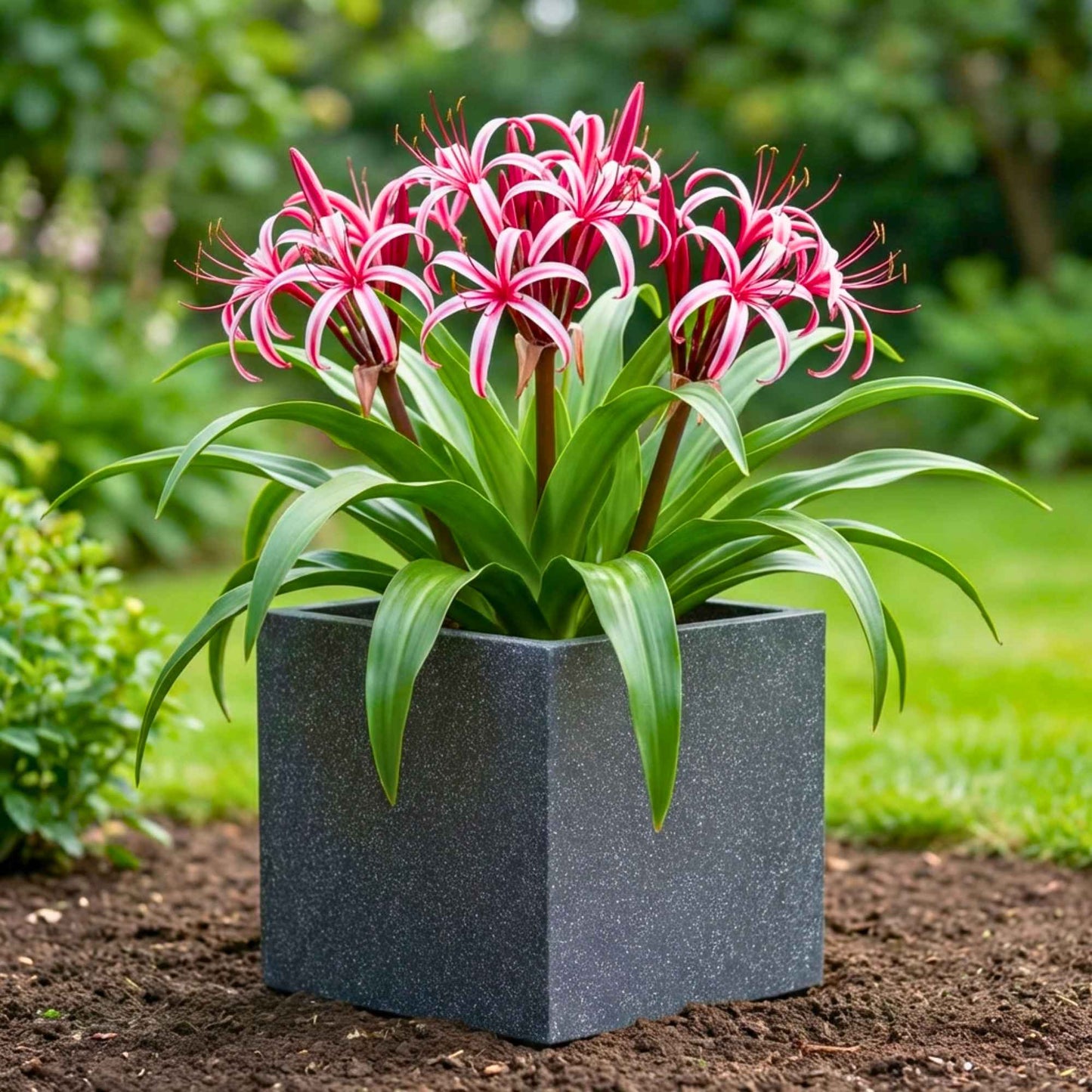 Crinum Red Flower Bulbs (05N) Beautiful Long-Lasting Blooms For Home Gardening 🌿✨