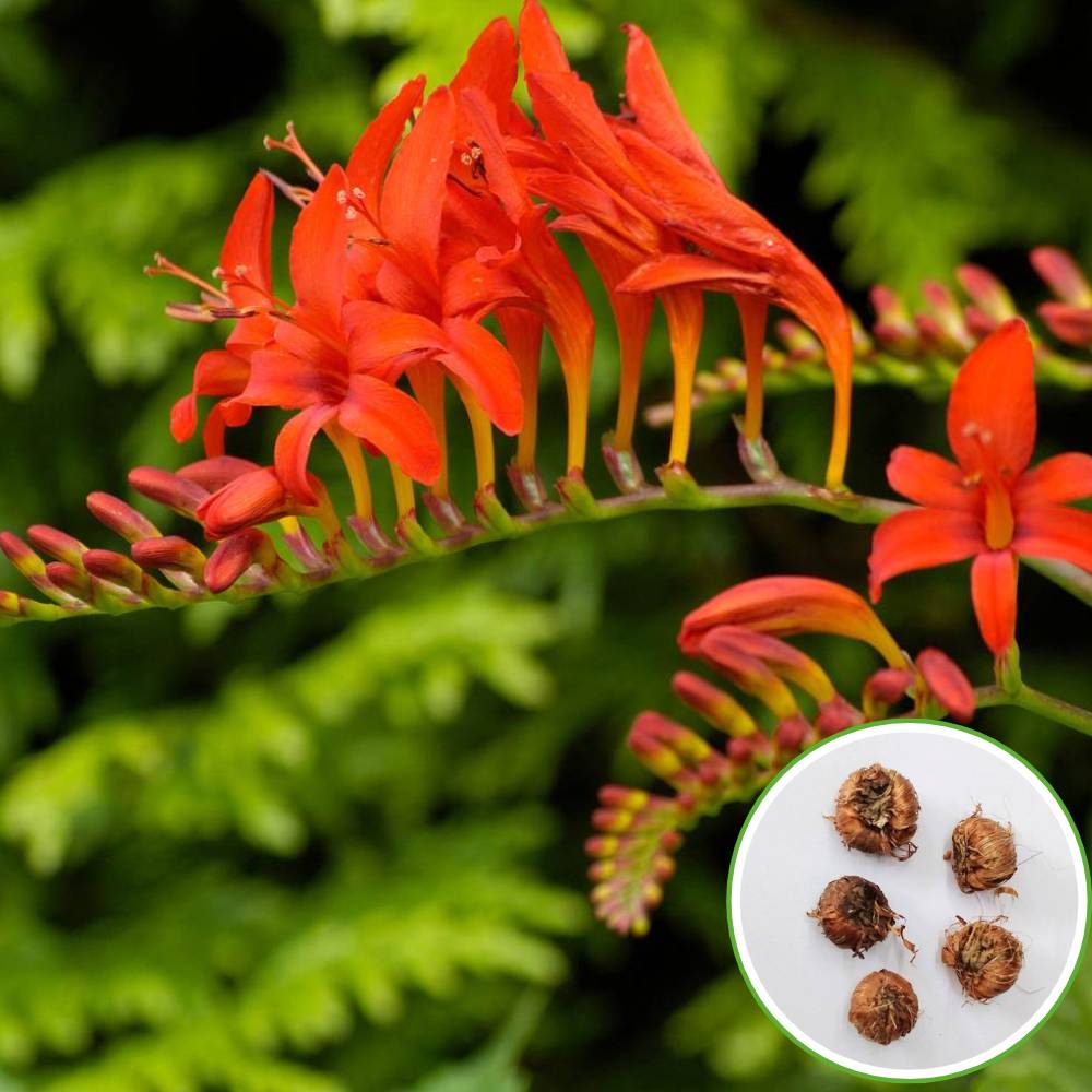 Crocosmia Montbretia Flower Bulbs