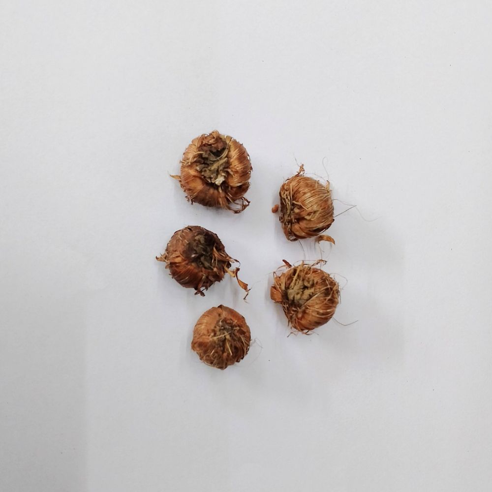 Crocosmia Montbretia Flower Bulbs