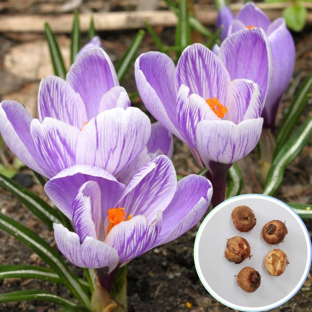 Crocus Pickwick Flower Bulbs (05N)