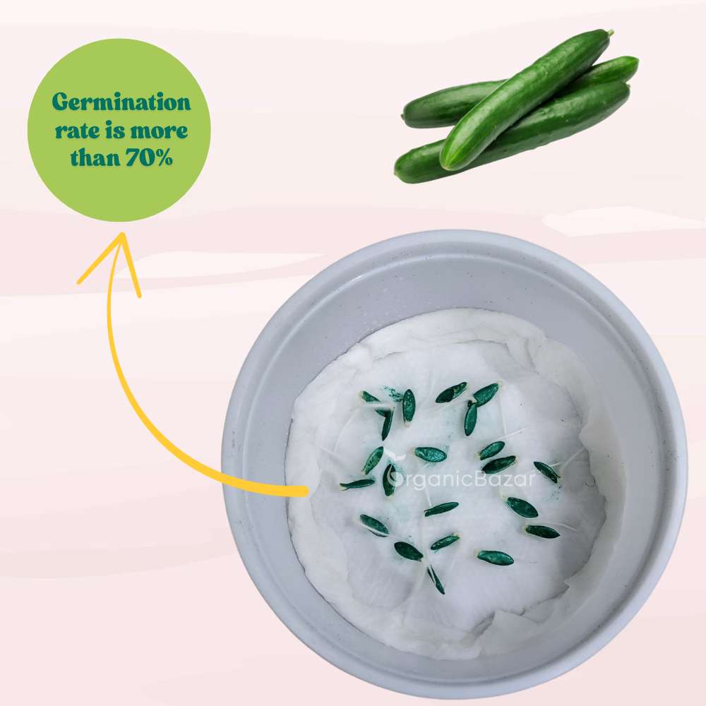 Cucumber American Black Seeds - 20 Seeds (Kakdi/ककड़ी/खीरा के बीज) High Germination, Easy to Grow, High Yield Seeds For Terrace Gardening