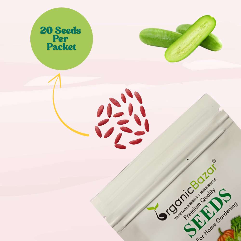 Cucumber Light Green Seeds - 20 Seeds (Kakdi/ककड़ी/खीरा के बीज) High Germination, Easy to Grow, High Yield Seeds For Terrace Gardening