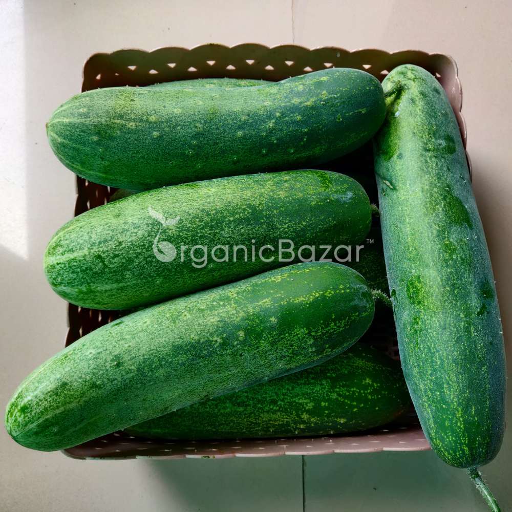 Cucumber (Kheera) Seeds - 20 Seeds (Kakdi/ककड़ी/खीरा के बीज) - High Germination, Easy to Grow, High Yield Seeds For Terrace Gardening