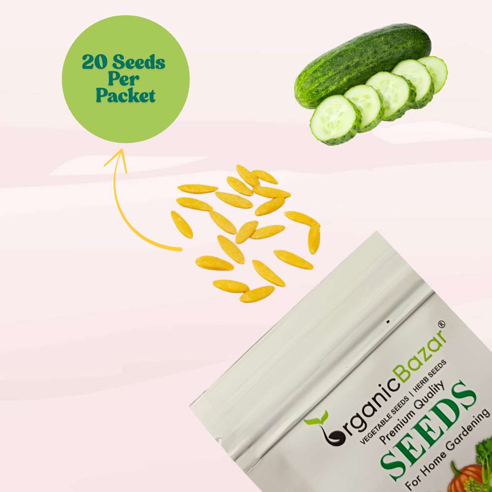 Cucumber (Kheera) Hybrid Seeds - 20 Seeds (Kakdi/ककड़ी/खीरा के बीज) - High Germination, Easy to Grow, High Yield Seeds For Terrace Gardening