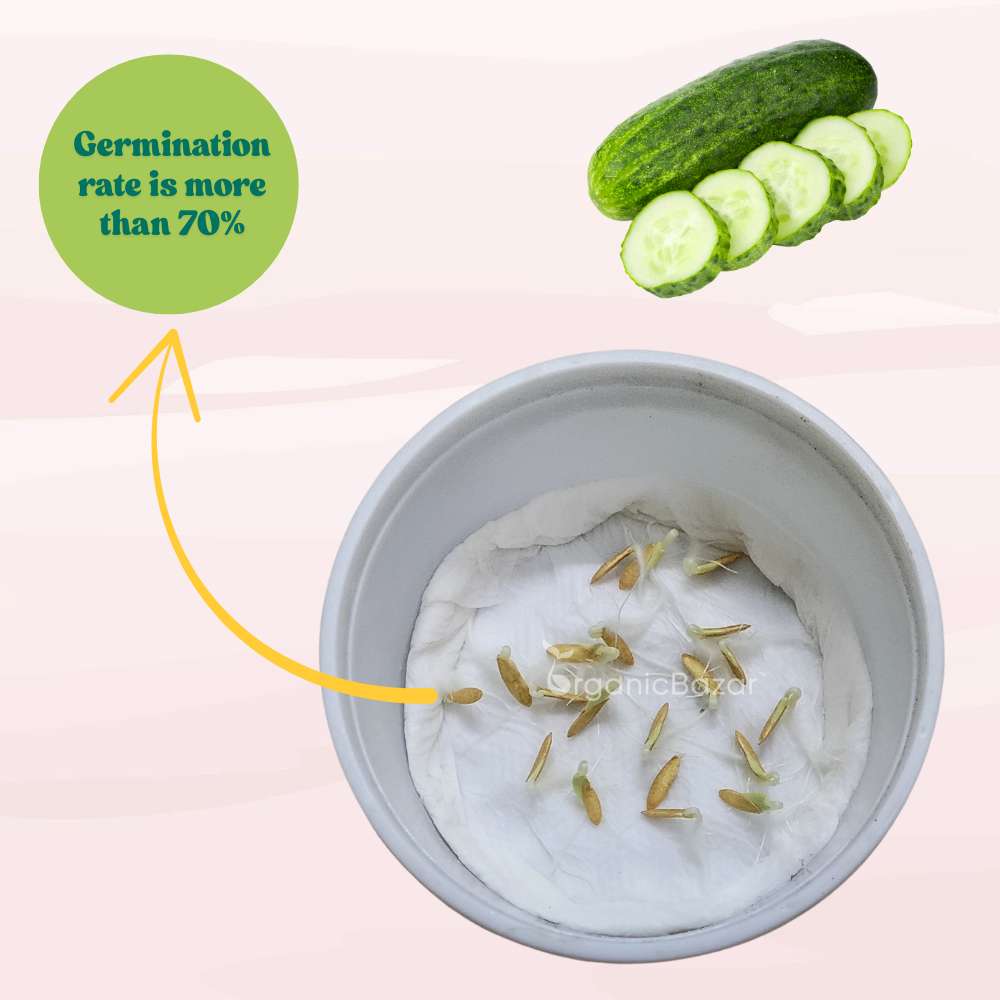 Cucumber (Kheera) Hybrid Seeds - 20 Seeds (Kakdi/ककड़ी/खीरा के बीज) - High Germination, Easy to Grow, High Yield Seeds For Terrace Gardening