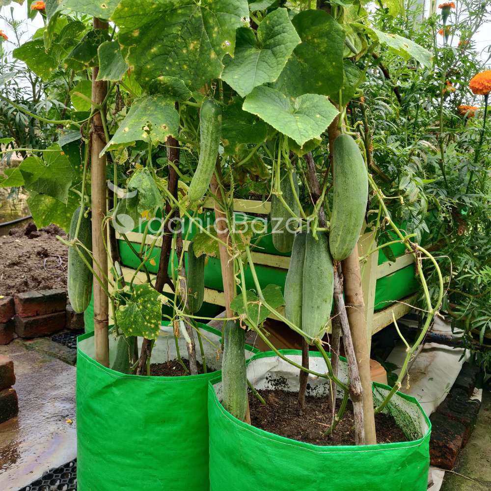 Cucumber (Kheera) Seeds - 20 Seeds (Kakdi/ककड़ी/खीरा के बीज) - High Germination, Easy to Grow, High Yield Seeds For Terrace Gardening