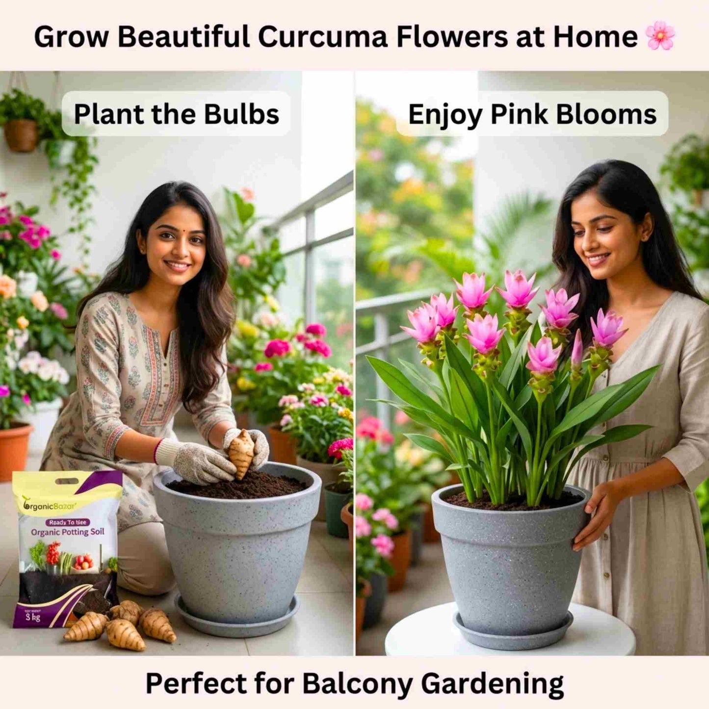 Curcuma Pink Flower Bulb (5N) Siam Tulip / Summer Tulip Flower Bulbs For Home Gardening