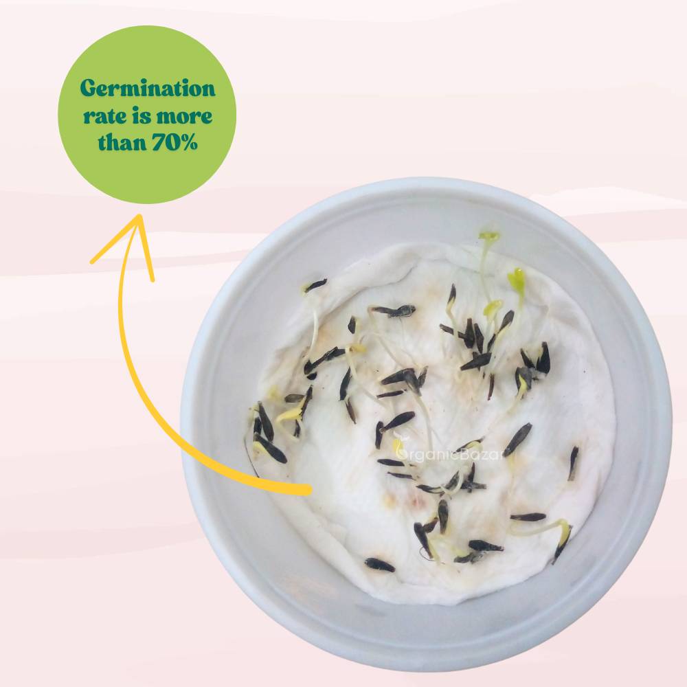 Dahlia Unwins Mix Seeds (50 Seeds) Easy To Grow, High Germination, Perfect for pots, balconies, or Terrace gardens