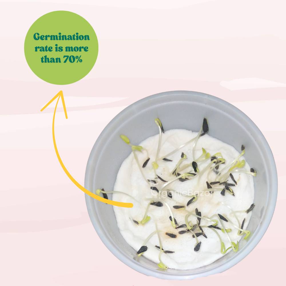 Dahlia Figaro Mixed Color Flower Seeds (30 Seeds) Easy To Grow, High Germination, Perfect for pots, balconies, or Terrace gardens