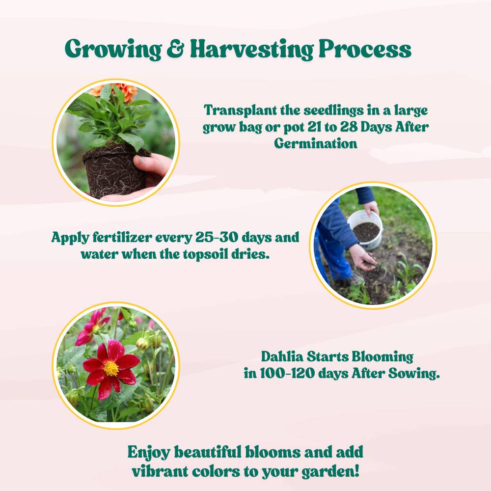 Dahlia Variabillis Top Star Beauty Mix Seeds (50 Seeds) Easy To Grow, High Germination, Perfect for pots, balconies, or Terrace gardens