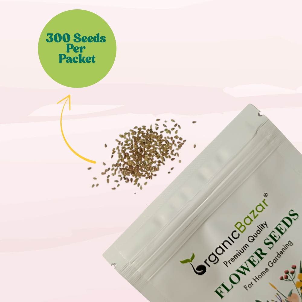 Daisy Double White Seeds - 300 Seeds (Gulbahar/गुलबहार का बीज) Easy To Grow, High Germination, Perfect for pots, balconies, or Terrace gardensb