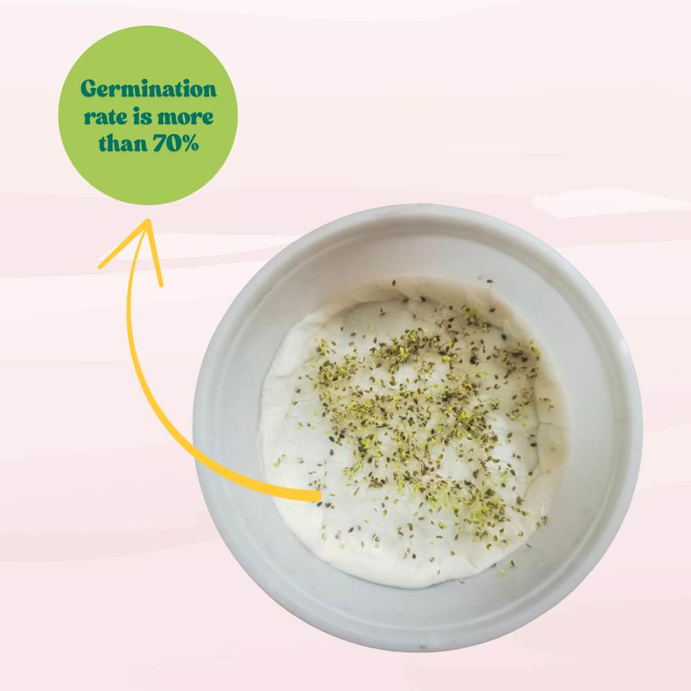 Daisy Double White Seeds - 300 Seeds (Gulbahar/गुलबहार का बीज) Easy To Grow, High Germination, Perfect for pots, balconies, or Terrace gardens