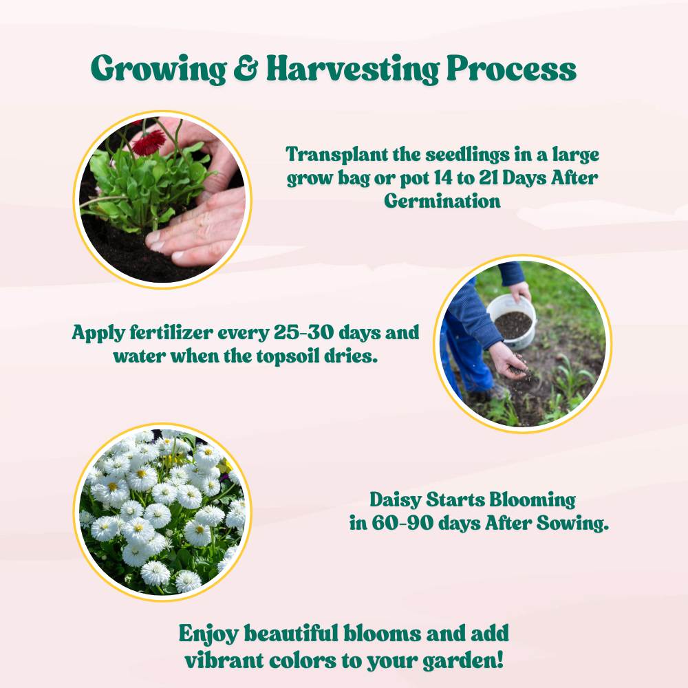 Daisy Double White Seeds - 300 Seeds (Gulbahar/गुलबहार का बीज) Easy To Grow, High Germination, Perfect for pots, balconies, or Terrace gardens